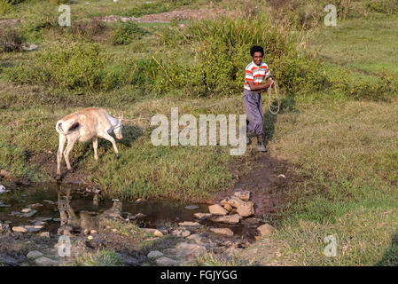 La vie rurale dans Thekkady, Periyar, Kerala, Inde du Sud Banque D'Images
