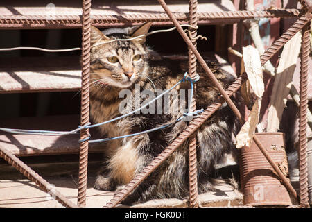 Cat à la grille derrière les barreaux à La Havane, Cuba, Antilles, Caraïbes, Amérique Centrale Banque D'Images