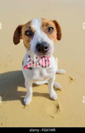 Portrait d'un tan et chien blanc souriant sur la plage Banque D'Images