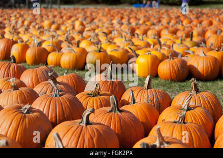 Pumpkins empilés en rangées et d'attente pour les familles de les choisir pour sculpter sur Halloween Banque D'Images