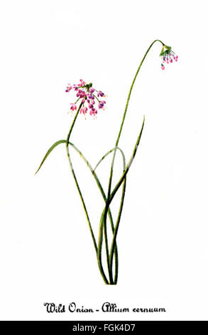 Illustration botanique de Mary Vaux Walcott représentant Allium cernuum, également connu sous le nom d'oignon hochant. L'illustration montre les caractéristiques distinctives de la plante, y compris ses fleurs et ses feuilles, typiques du travail botanique détaillé de Walcott. Banque D'Images