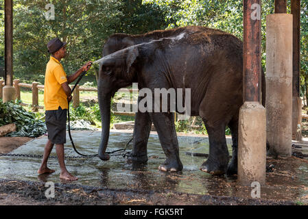 Un éléphant mahout (keeper) lave-vers le bas une série de jeunes femelles éléphant à l'orphelinat des éléphants de Pinnawela sur Kegalle-Rambukkan Banque D'Images