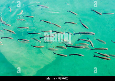 Banc de petits poissons dans l'eau claire dans le port Banque D'Images