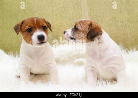 Deux chiot Jack Russell Terrier Banque D'Images