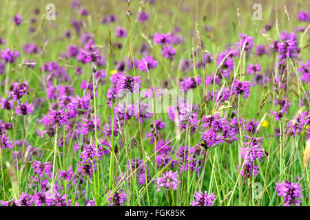 Betony (Betonica officinalis) croissant dans un pré. Un patch dense de ces fleurs violettes de la famille (Lamiaceae) Banque D'Images