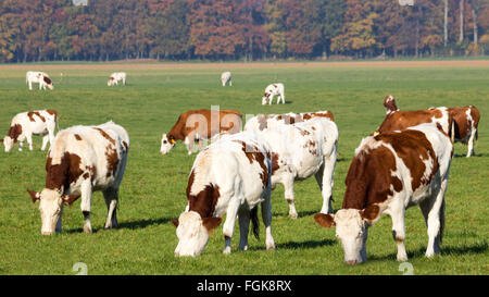 Les vaches Holstein rouge et blanc sur les terres agricoles en Hollande Banque D'Images