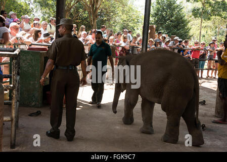 Un garde de sécurité et un gardien avec un éléphant mettre bas au cours d'un biberon à l'orphelinat des éléphants de Pinnawela dans Rambukkana Sri Lanka Banque D'Images