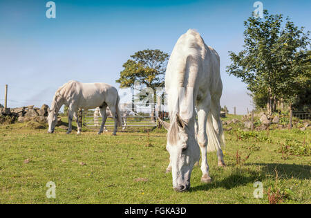 Chevaux blancs (gris gris) le pâturage dans le pré. Banque D'Images