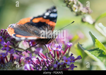 L'amiral rouge (Vannesa atalanta) à l'aide de la trompe à siroter le nectar des fleurs de l'arbuste un Buddleja. Banque D'Images