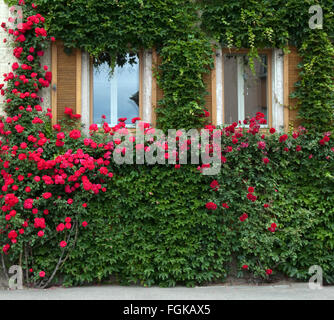 Kletterrose, rote Banque D'Images