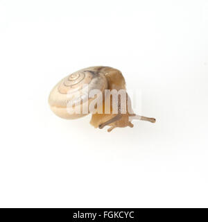 Heideschnecke Xerolenta obvia, Weisse, Banque D'Images