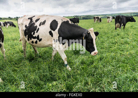 Welsh vaches qui paissent sur les pâturages verts dans Pembrokeshise Banque D'Images