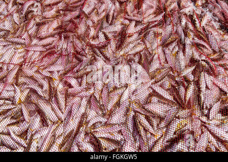 Poisson dans un filet qui vient d'être transporté sur une plage dans le sud de l'Inde Banque D'Images