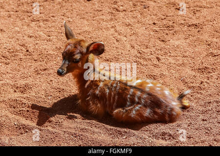 Bongo (Tragelaphus eurycerus orientale isaaci) montagne (Bongo) Banque D'Images