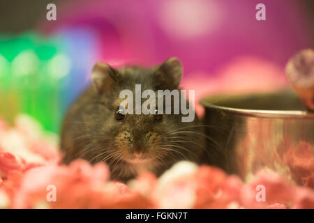 Hamster à poil long (Mesocricetus auratus) femmes en captivité. Banque D'Images