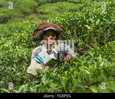 Une femme harvester la cueillette des feuilles de thé dans un champ à flanc de la plantation de thé en Inde Banque D'Images