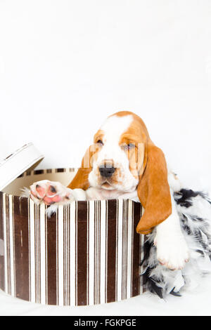 Huit semaines chiot basset hound qui sort d'une boîte à chapeau ouvert Banque D'Images