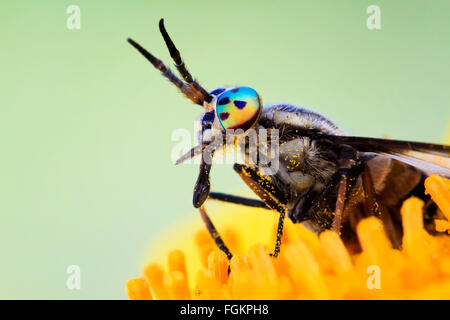 Insectes mouche taon pour attendre le chasseur parasite le danger d'une morsure de boire le sang Banque D'Images