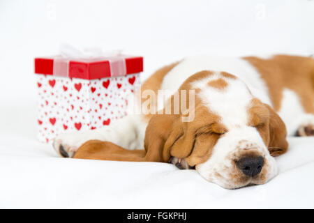 Huit semaines chiot basset hound peut accueillir par une boîte cadeau saint valentin, sur fond blanc Banque D'Images