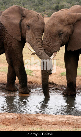 Deux éléphants d'Afrique (Loxodonta africana) avec les lignes externes liées à l'eau dans la région de Addo Elephant National Park, Afrique du Sud Banque D'Images