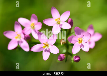 La centaurée (Centaurium erythraea) en fleurs. Fleurs roses délicates sur une plante poussant dans une carrière de calcaire Banque D'Images