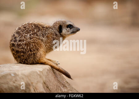 Une partie de la famille des mangoustes, les suricates vivent dans toute l'Afrique. Statut de conservation moins préoccupantes Banque D'Images