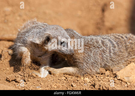 Les suricates sont une partie de la famille des mangoustes Banque D'Images