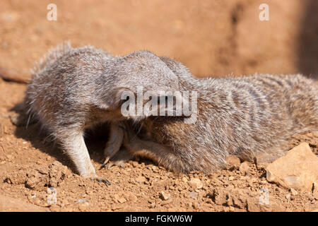 Les suricates sont une partie de la famille des mangoustes Banque D'Images