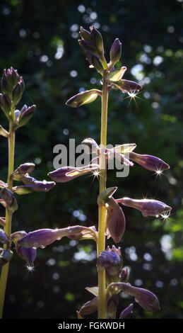 Soleil qui brille à travers les gouttes de pluie sur le Hosta's Flowers. Banque D'Images