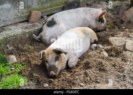 Deux porcelets mignon être paresseux et dormir dans l'arrière-cour, de jour. Banque D'Images