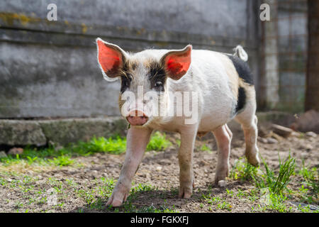 Happy black spotted piglet in grass Banque D'Images