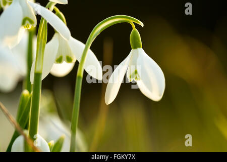 Snowdrop commune retour allumé ressemble à une ampoule électrique. Banque D'Images