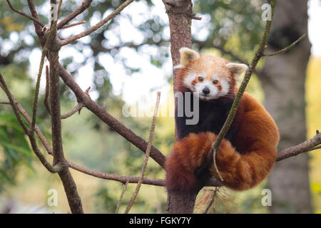 Petit panda rouge se reposant dans un arbre en face de la caméra. C'est un petit mammifère arboricole originaire de l'Himalaya oriental et southw Banque D'Images