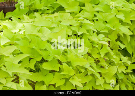 Lime Green fanes de pommes de terre dans un jardin Banque D'Images