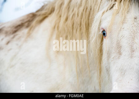 L'Albinos avec les yeux bleu sur la neige Banque D'Images