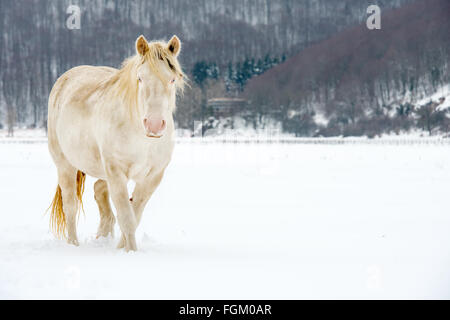 L'Albinos avec les yeux bleu sur la neige Banque D'Images