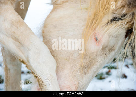 L'Albinos avec les yeux bleu sur la neige Banque D'Images