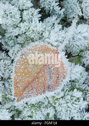 Des cristaux de givre sur les feuilles tombées et les herbes, des cascades, de Washington, de l'hiver Banque D'Images