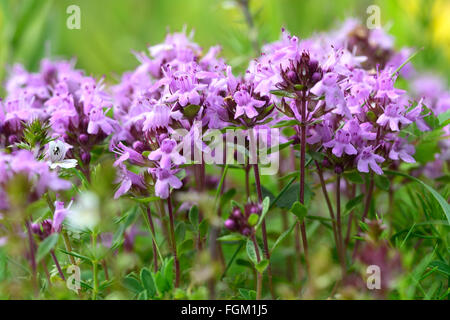 Le thym sauvage (Thymus serpyllum). Un groupe dense de fleurs violettes de cette herbe aromatique de la famille des Lamiaceae Banque D'Images