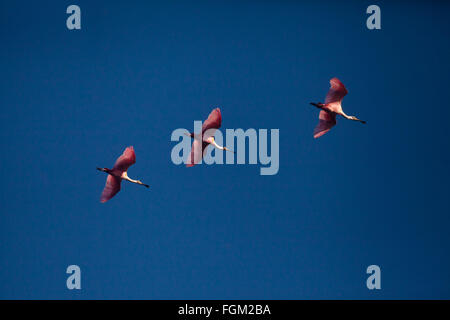 Panama faune avec trois spoonlats roséés, Platalea ajaja, volant au-dessus de Rio Grande, province de Cocle, République de Panama, Amérique centrale. Banque D'Images