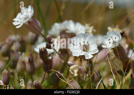 Mer (Silene vulgaris) en fleurs. Une fleur délicate de la famille des Caryophyllaceae, vu d'un angle faible entre l'herbe Banque D'Images