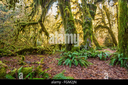 La forêt tropicale de Hoh Olympic National Park dans l'État de Washington. Banque D'Images