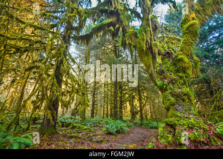 La forêt tropicale de Hoh Olympic National Park dans l'État de Washington. Banque D'Images