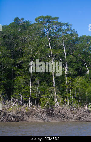 Forêt de mangroves près de l'embouchure du Rio Grande, la côte Pacifique, province de Cocle, République du Panama. Banque D'Images