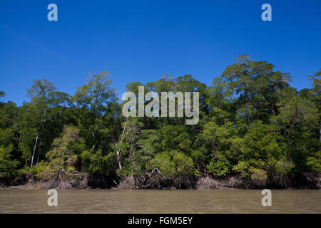 Forêt de mangroves près de l'embouchure du Rio Grande, la côte Pacifique, province de Cocle, République du Panama. Banque D'Images
