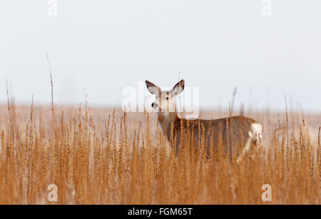 Deer Doe à queue blanche debout dans de grandes herbes mortes Banque D'Images