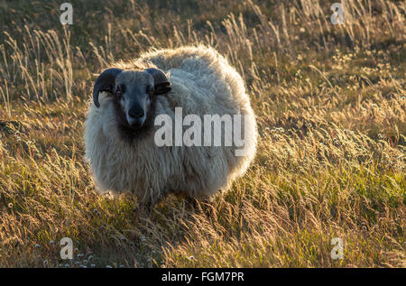 Un mouton sur une pelouse en Grindavik, Islande Banque D'Images