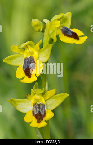 L'abeille jaune-orchid (Ophrys lutea), Monteleone Rocca Doria, Sardaigne, Italie Banque D'Images