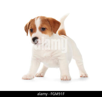 Jack Russell Terrier puppy ludique isolé sur fond blanc. Vue de face, debout, à jouer. Banque D'Images