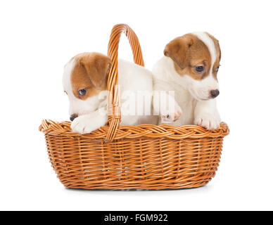 Jack Russell Terrier chiots assis dans un panier. Isolé sur fond blanc. Banque D'Images